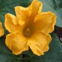 male squash flower.jpg
